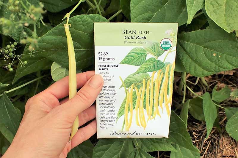 Harvesting Snap Beans: When and How to Pick Them