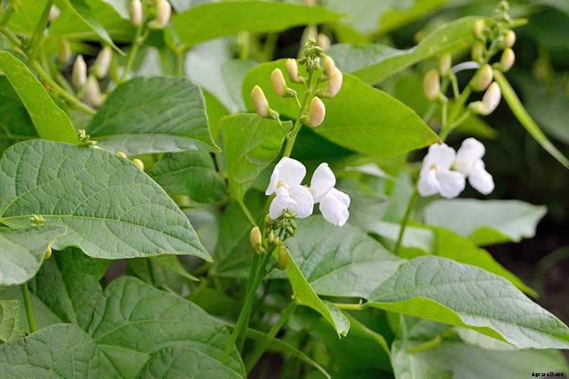 Harvesting Snap Beans: When and How to Pick Them