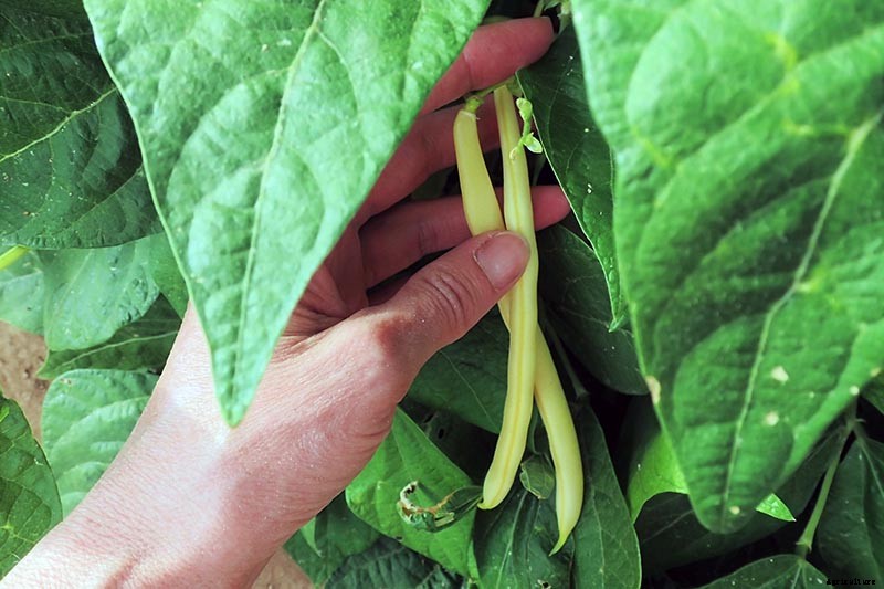 Harvesting Snap Beans: When and How to Pick Them