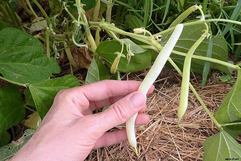 Harvesting Snap Beans: When and How to Pick Them