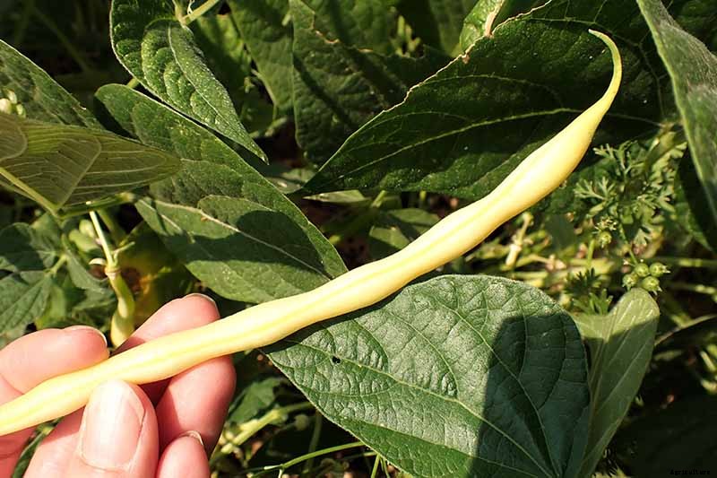 Harvesting Snap Beans: When and How to Pick Them