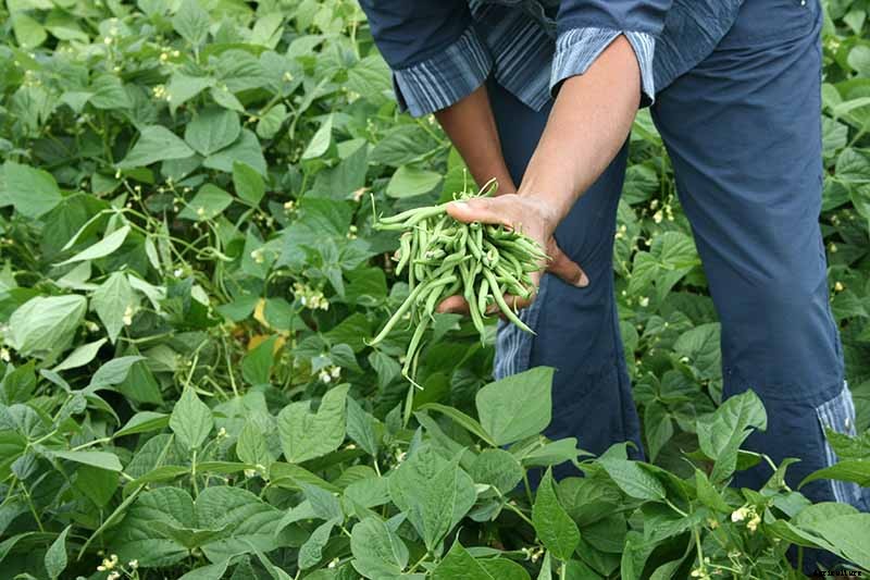 Harvesting Snap Beans: When and How to Pick Them