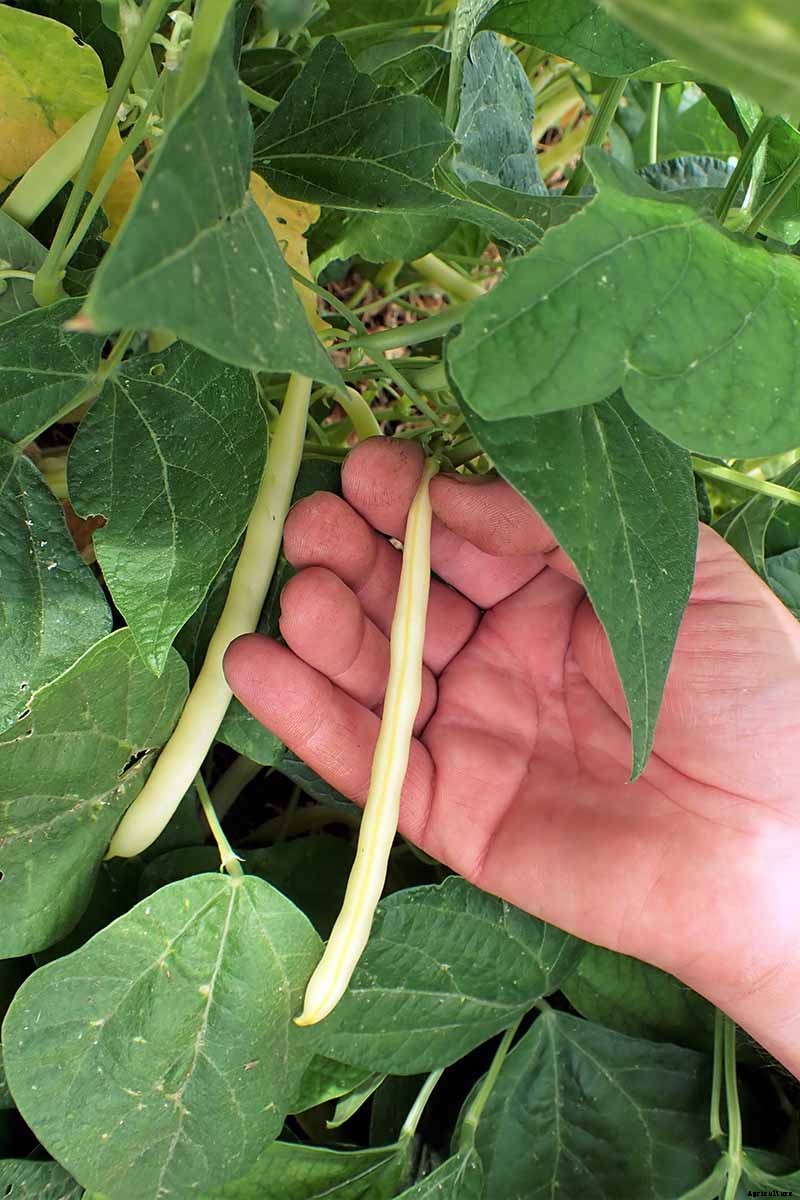 Harvesting Snap Beans: When and How to Pick Them