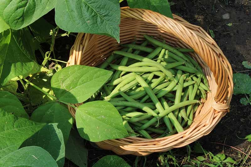 Harvesting Snap Beans: When and How to Pick Them