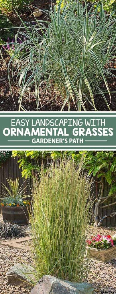 Easy Landscaping with Ornamental Grasses: Simple Tips for Carefree Success