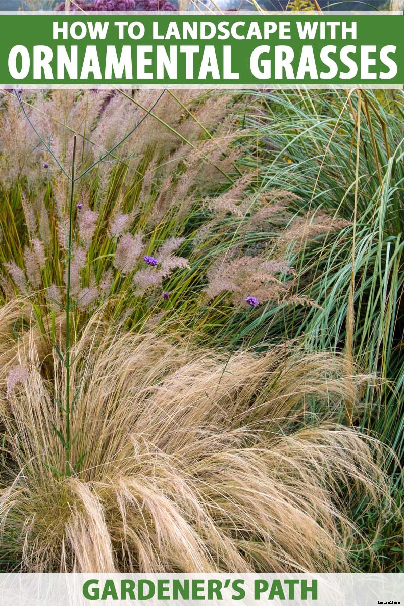 Easy Landscaping with Ornamental Grasses: Simple Tips for Carefree Success
