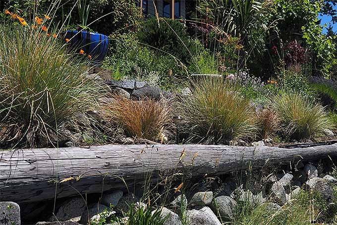 Easy Landscaping with Ornamental Grasses: Simple Tips for Carefree Success