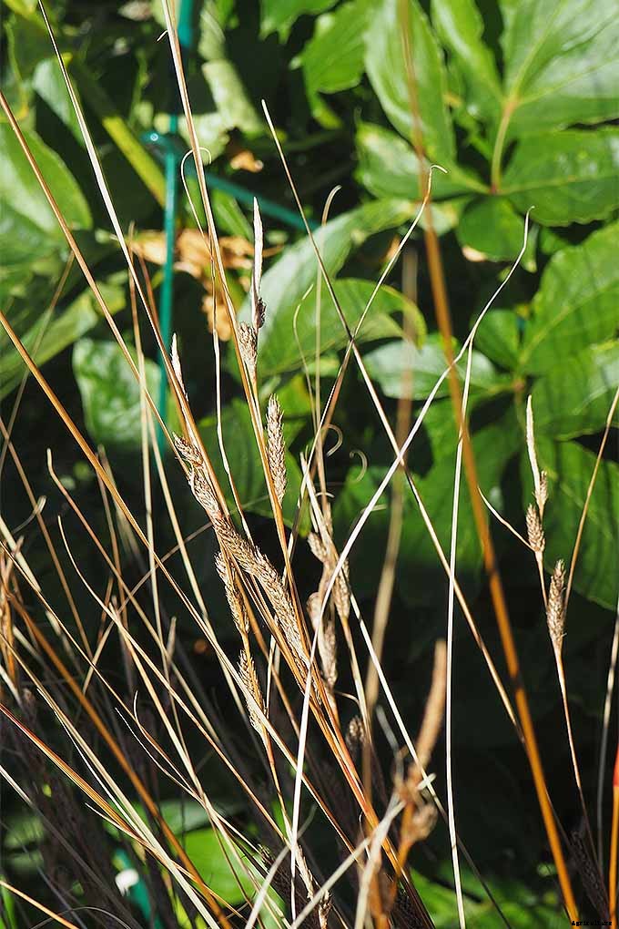 Easy Landscaping with Ornamental Grasses: Simple Tips for Carefree Success