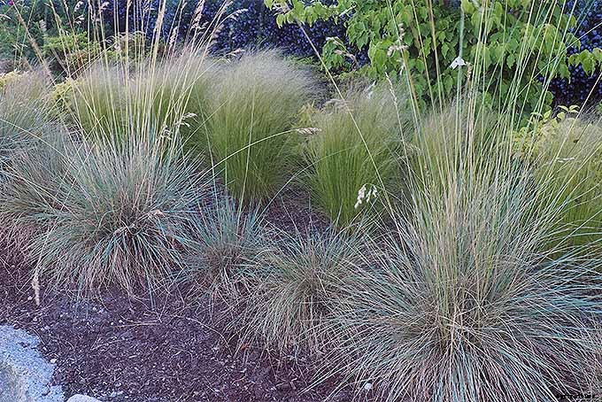 Easy Landscaping with Ornamental Grasses: Simple Tips for Carefree Success