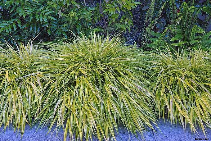 Easy Landscaping with Ornamental Grasses: Simple Tips for Carefree Success