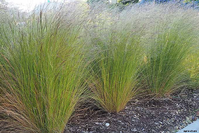 Easy Landscaping with Ornamental Grasses: Simple Tips for Carefree Success