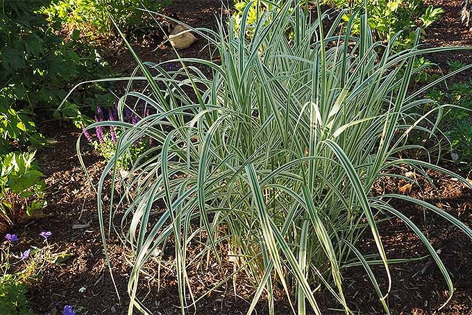 Easy Landscaping with Ornamental Grasses: Simple Tips for Carefree Success