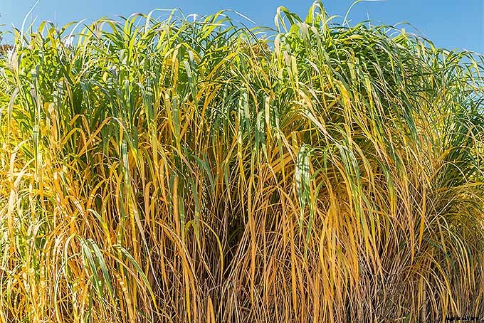 Easy Landscaping with Ornamental Grasses: Simple Tips for Carefree Success