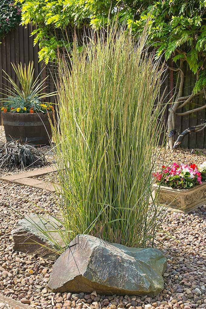 Easy Landscaping with Ornamental Grasses: Simple Tips for Carefree Success