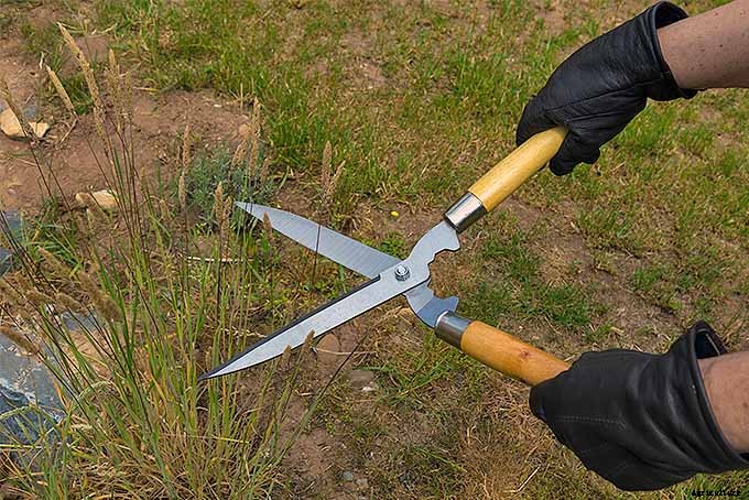 Easy Landscaping with Ornamental Grasses: Simple Tips for Carefree Success