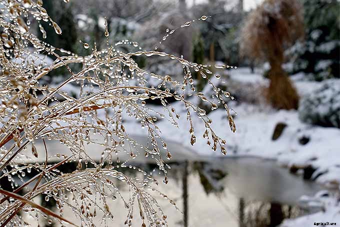 Easy Landscaping with Ornamental Grasses: Simple Tips for Carefree Success