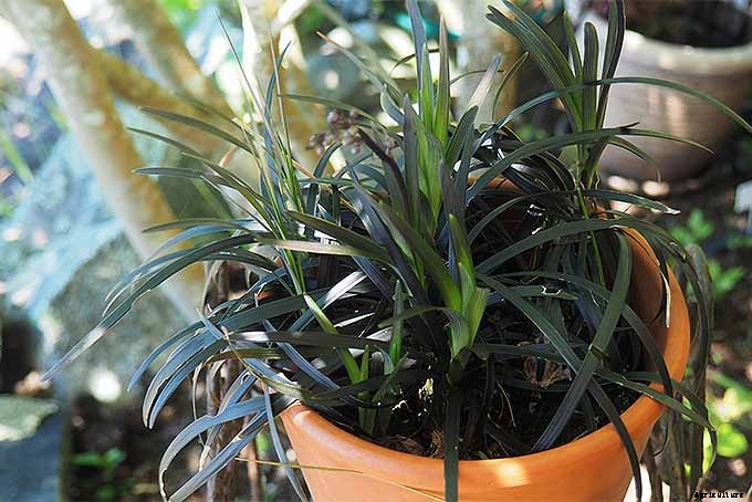 Easy Landscaping with Ornamental Grasses: Simple Tips for Carefree Success