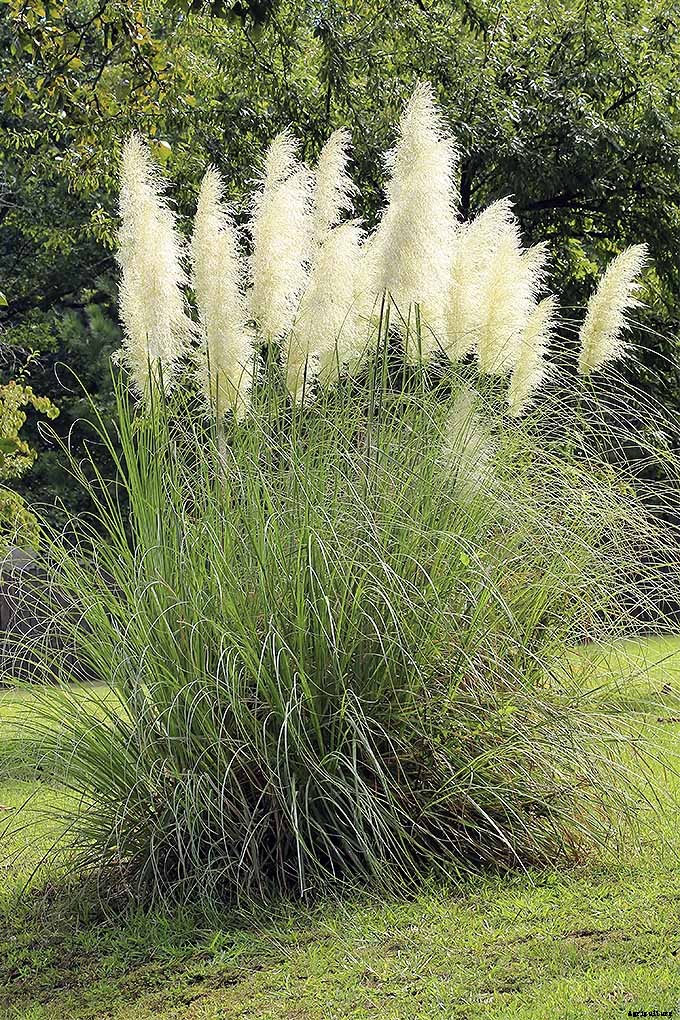 Easy Landscaping with Ornamental Grasses: Simple Tips for Carefree Success