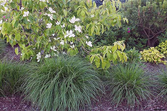 Easy Landscaping with Ornamental Grasses: Simple Tips for Carefree Success