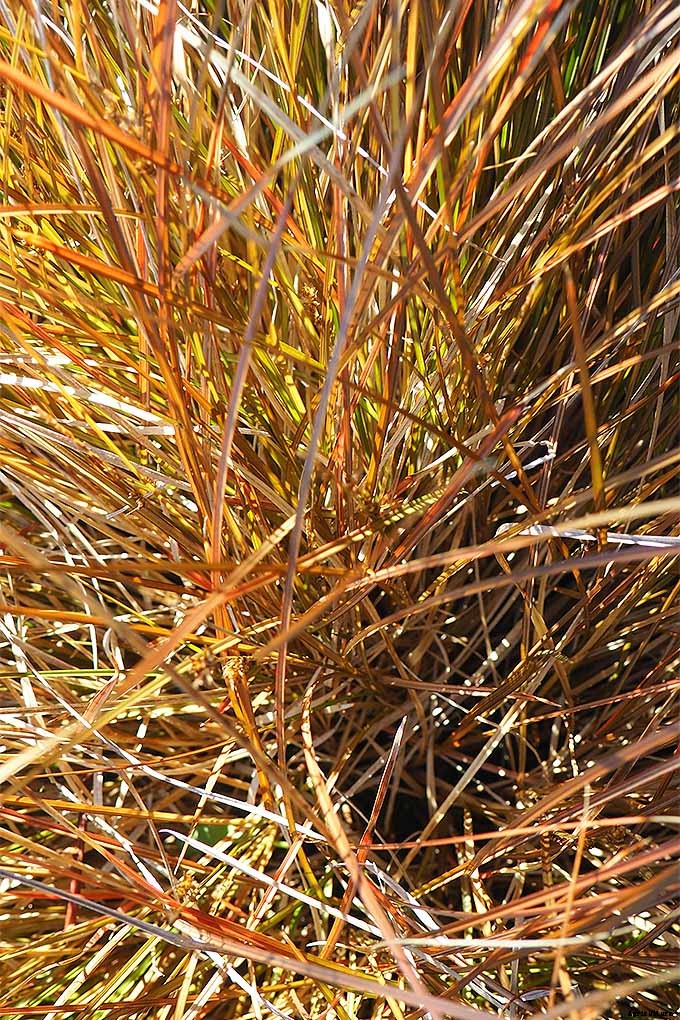 Easy Landscaping with Ornamental Grasses: Simple Tips for Carefree Success