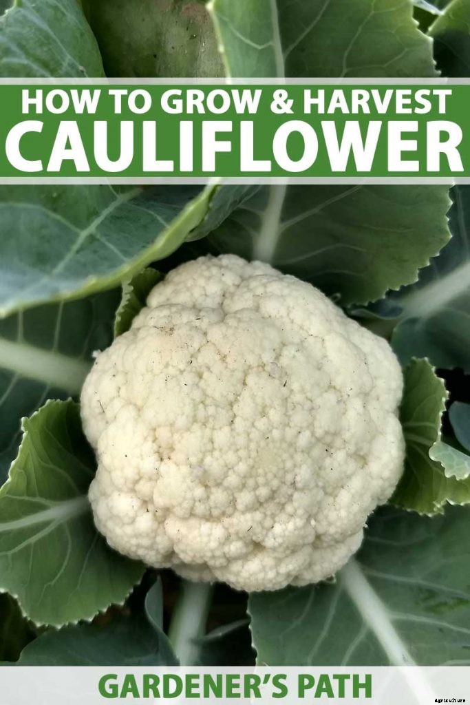How to Grow Cauliflower, a Challenging Cool-Weather Crop