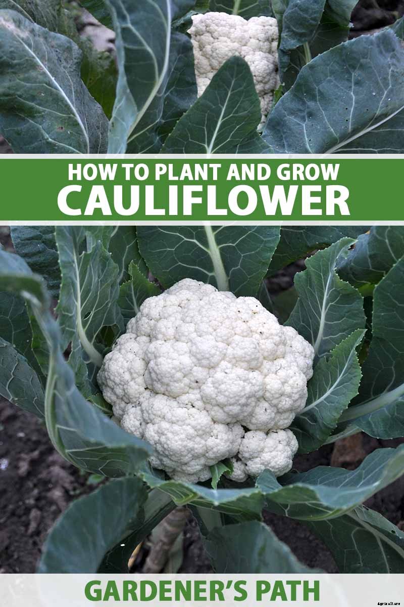 How to Grow Cauliflower, a Challenging Cool-Weather Crop