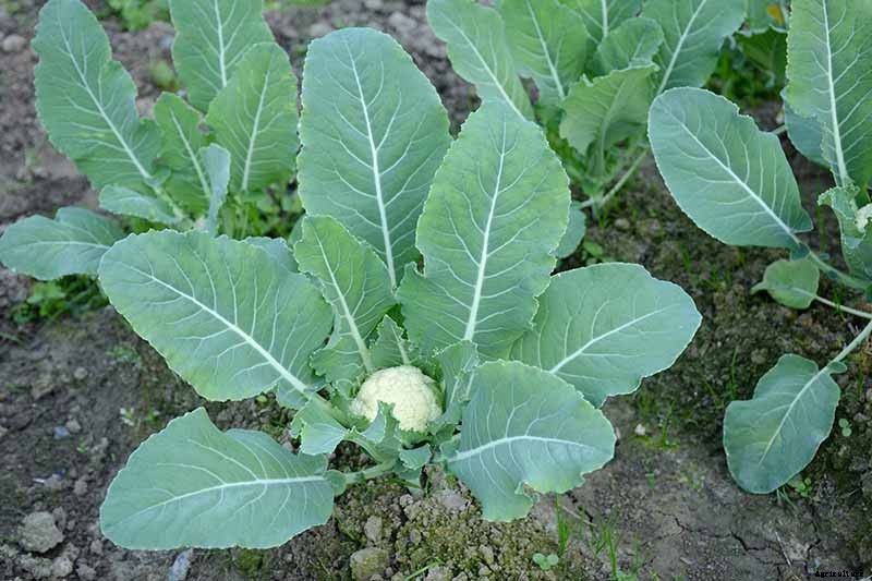 How to Grow Cauliflower, a Challenging Cool-Weather Crop