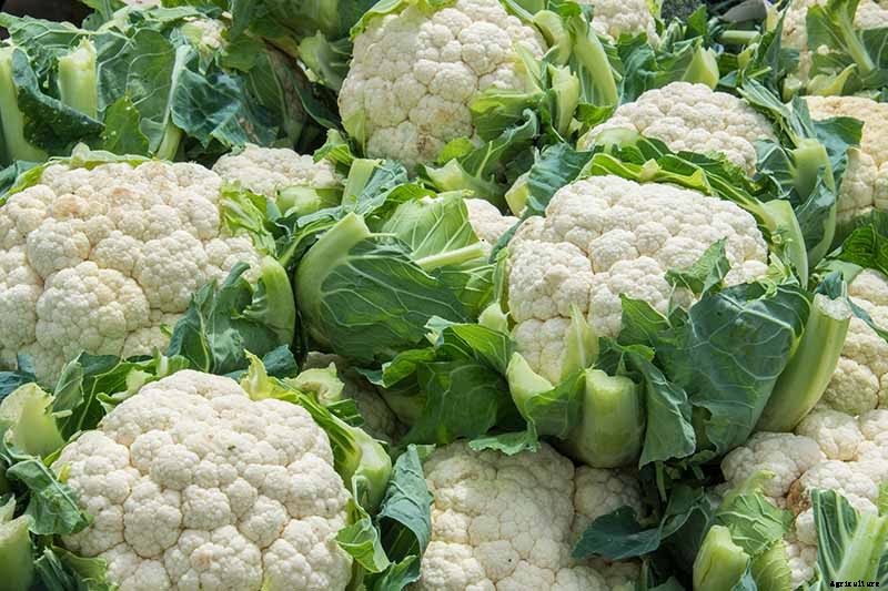 How to Grow Cauliflower, a Challenging Cool-Weather Crop