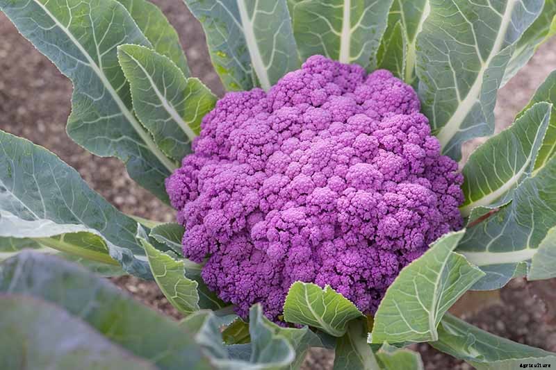 How to Grow Cauliflower, a Challenging Cool-Weather Crop
