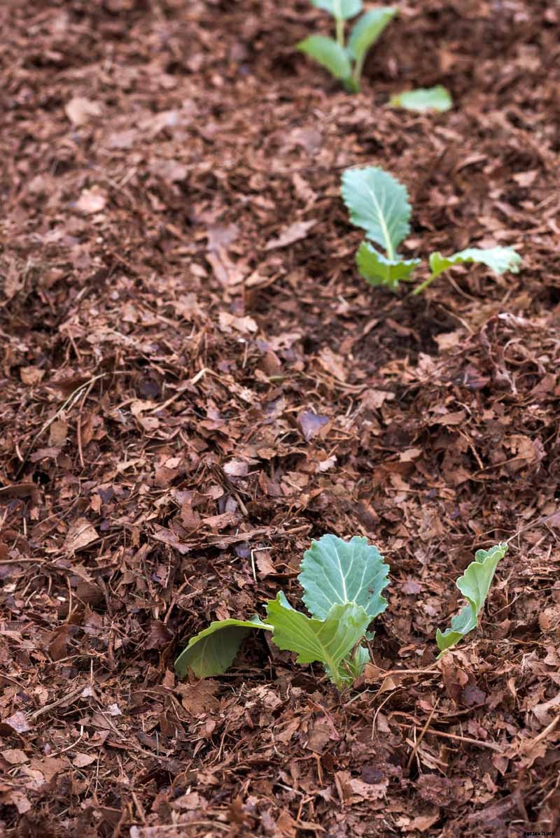 How to Grow Cauliflower, a Challenging Cool-Weather Crop