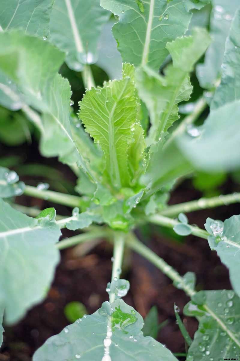 How to Grow Cauliflower, a Challenging Cool-Weather Crop