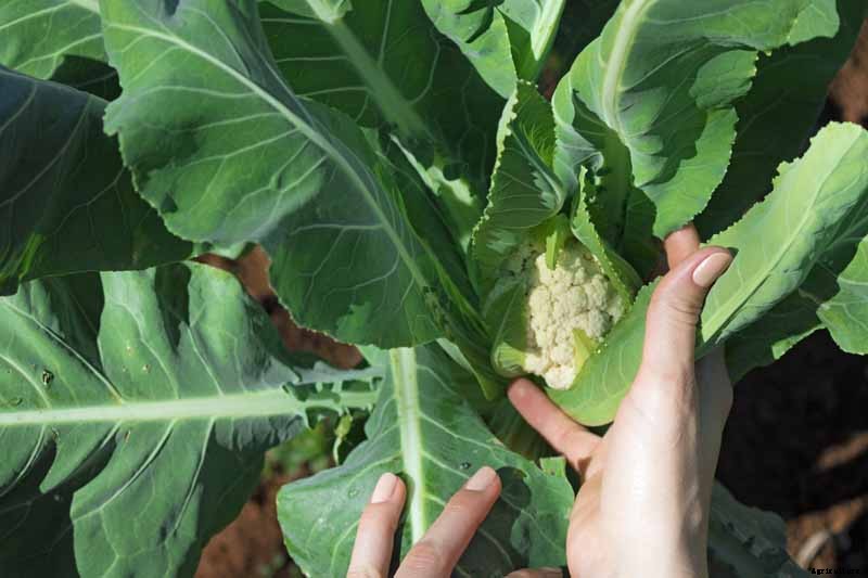 How to Grow Cauliflower, a Challenging Cool-Weather Crop