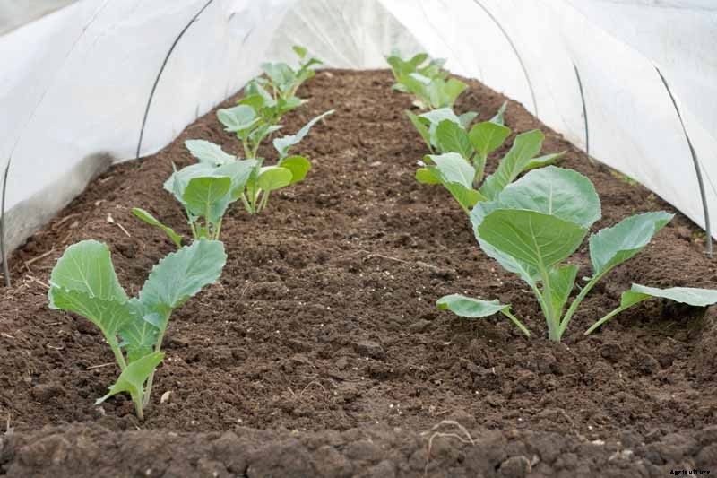 How to Grow Cauliflower, a Challenging Cool-Weather Crop