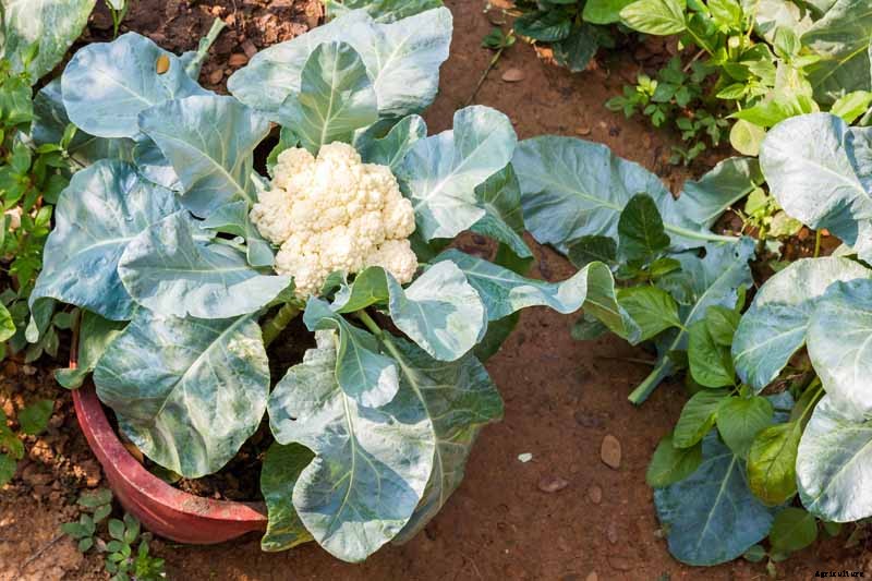 How to Grow Cauliflower, a Challenging Cool-Weather Crop