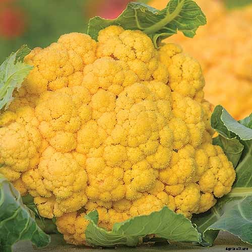 How to Grow Cauliflower, a Challenging Cool-Weather Crop