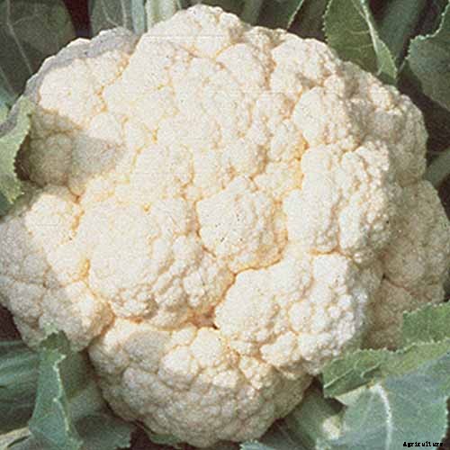 How to Grow Cauliflower, a Challenging Cool-Weather Crop