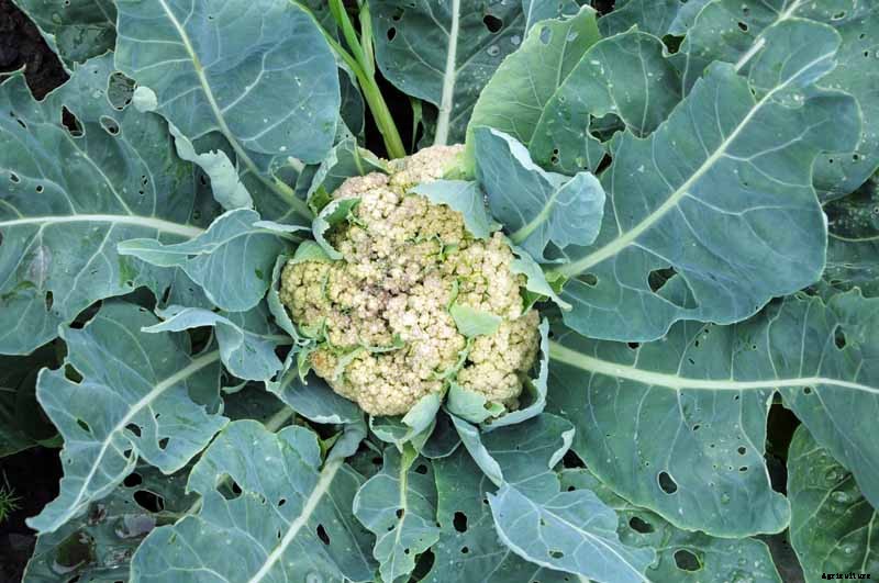 How to Grow Cauliflower, a Challenging Cool-Weather Crop