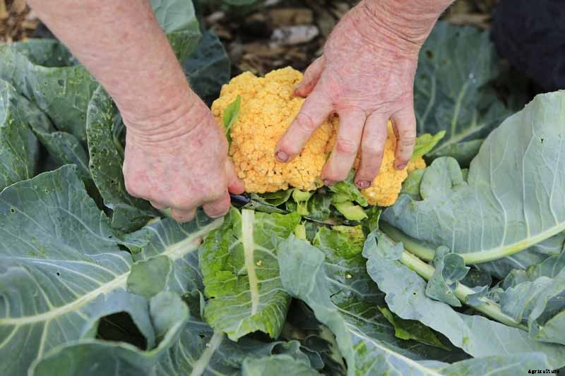 How to Grow Cauliflower, a Challenging Cool-Weather Crop