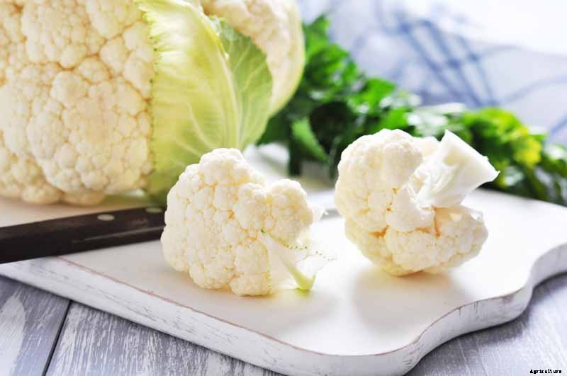 How to Grow Cauliflower, a Challenging Cool-Weather Crop
