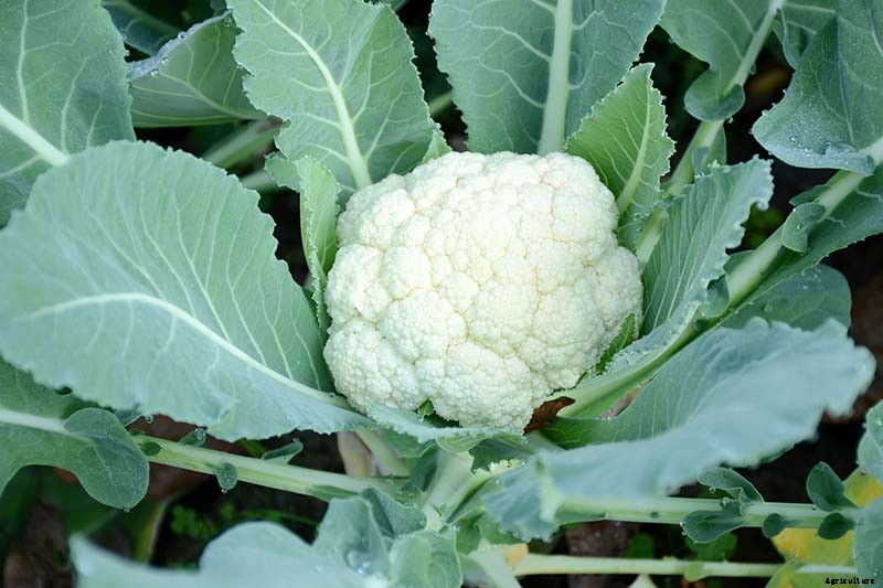 How to Grow Cauliflower, a Challenging Cool-Weather Crop