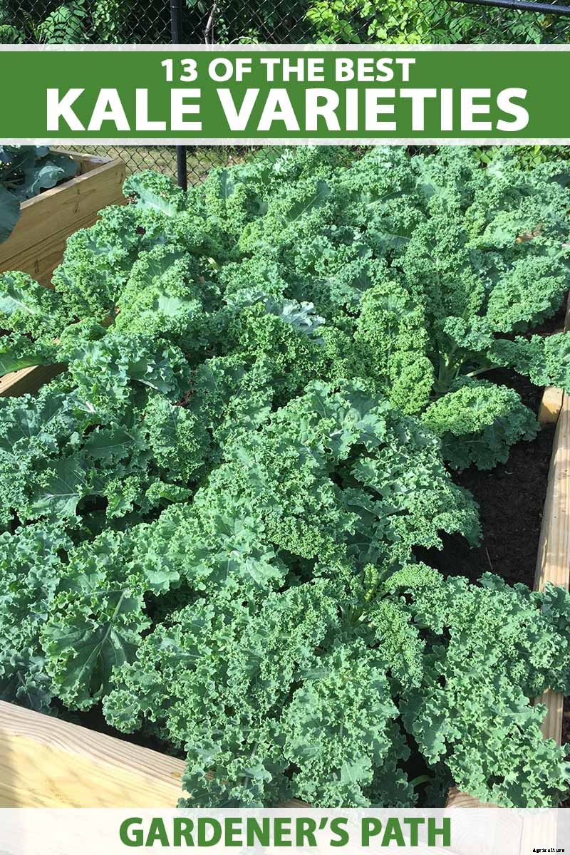 13 of the Best Kale Varieties for the Home Garden