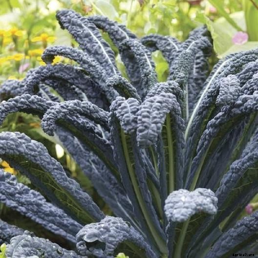 13 of the Best Kale Varieties for the Home Garden