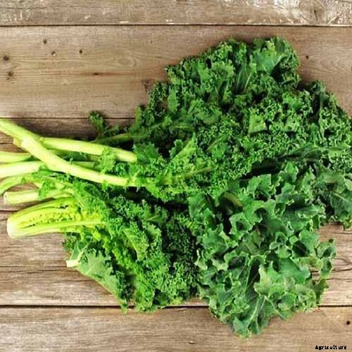 13 of the Best Kale Varieties for the Home Garden