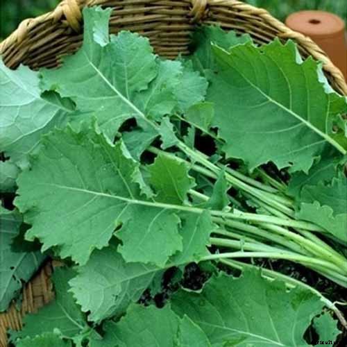 13 of the Best Kale Varieties for the Home Garden