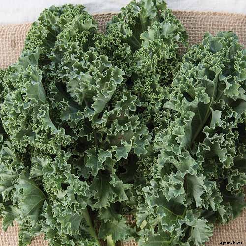 13 of the Best Kale Varieties for the Home Garden