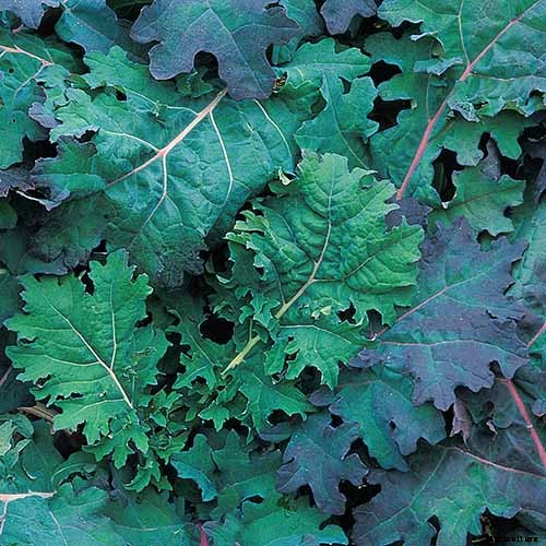 13 of the Best Kale Varieties for the Home Garden