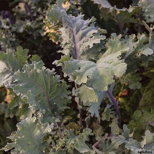 13 of the Best Kale Varieties for the Home Garden