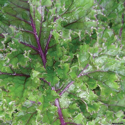 13 of the Best Kale Varieties for the Home Garden