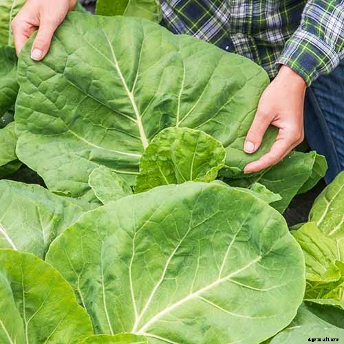 13 of the Best Kale Varieties for the Home Garden