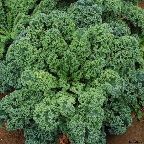 13 of the Best Kale Varieties for the Home Garden